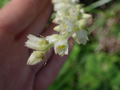 Heuchera cylindrica