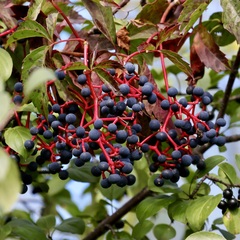Parthenocissus quinquefolia