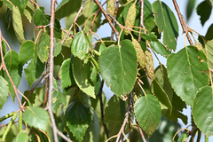 Betula platyphylla