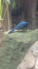 Cyanocorax yucatanicus