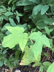 Liquidambar styraciflua