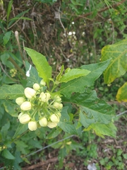 Solanum bonariense