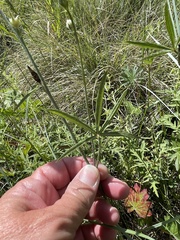 Sidalcea neomexicana