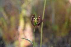 Fritillaria affinis