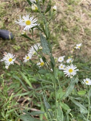 Boltonia asteroides