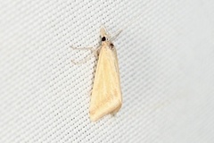 Microtheoris vibicalis