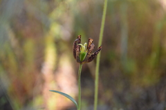 Fritillaria affinis