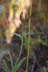 Fritillaria affinis