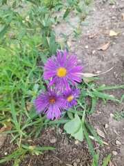 Symphyotrichum novae-angliae