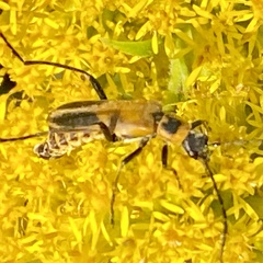 Chauliognathus pensylvanicus