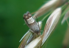 Grapholita compositella