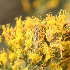 Hesperotettix viridis