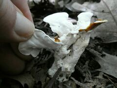 Loweomyces fractipes