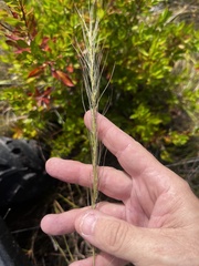 Aristida palustris