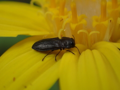 Cleroidea