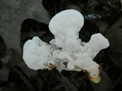 Loweomyces fractipes