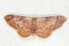 Idaea demissaria