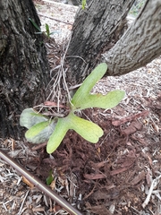 Platycerium superbum