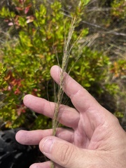 Aristida palustris