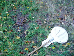 Lyophyllum