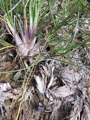 Triglochin maritima