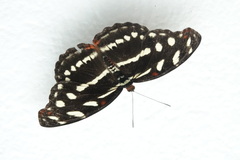 Catonephele acontius