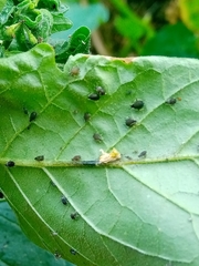 Aphis gossypii