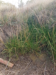 Triglochin maritima