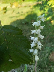 Spiranthes cernua