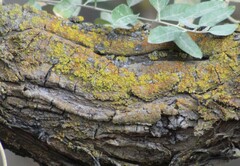 Candelariella rosulans