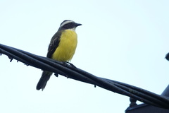 Myiozetetes similis