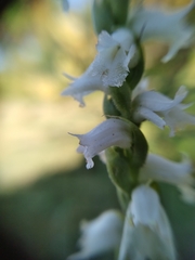 Spiranthes cernua