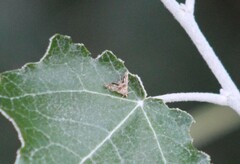 Petrophila confusalis