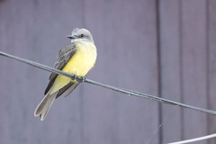 Tyrannus melancholicus