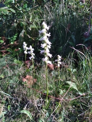 Spiranthes cernua