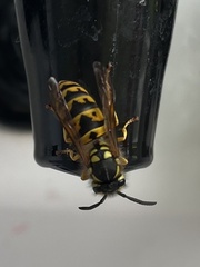 Vespula