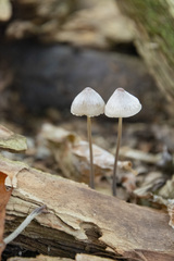Mycena filopes