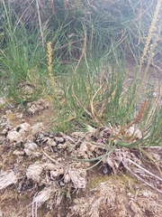 Triglochin maritima