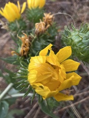 Grindelia stricta