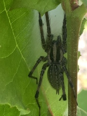Agelenidae