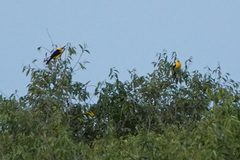 Gymnomystax mexicanus