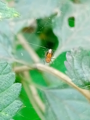 Alpaida gallardoi