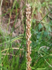 Triglochin maritima