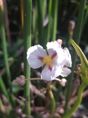 Sagittaria montevidensis