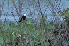 Arundinicola leucocephala