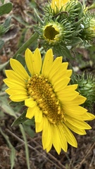 Grindelia stricta