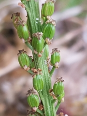 Triglochin maritima