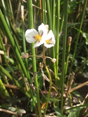 Sagittaria montevidensis