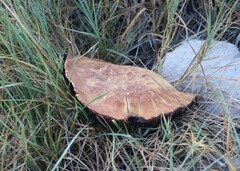 Hemipholiota populnea