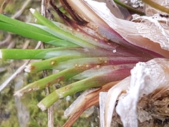 Triglochin maritima